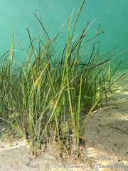 Zostera noltei