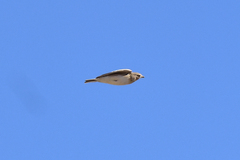 Alaudala heinei