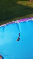 Bipalium pennsylvanicum