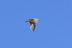 Alaudala heinei
