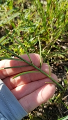 Asclepias linearis