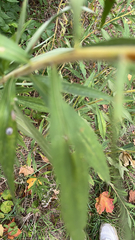 Asteromyia carbonifera