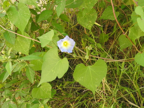 Image of Ipomoea cardiophylla by (c) Oscar Alejandro Morales Juárez, some rights reserved (CC BY-SA)