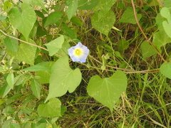 Ipomoea cardiophylla