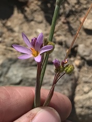 Olsynium scirpoideum