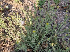 Osteospermum muricatum