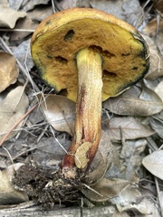 Neoboletus