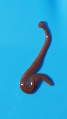 Bipalium pennsylvanicum