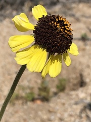 Encelia canescens