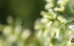 Mythicomyiidae