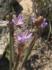 Olsynium scirpoideum