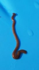 Bipalium pennsylvanicum