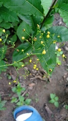 Talinum fruticosum