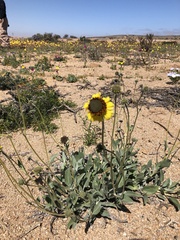 Encelia canescens