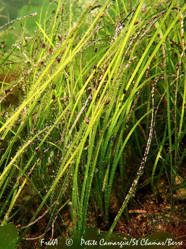 dwarf eelgrass