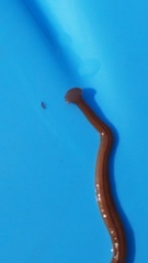 Bipalium pennsylvanicum