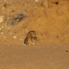 Athene cunicularia hypugaea
