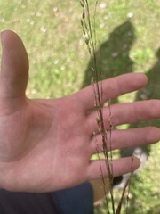 Panicum dichotomiflorum