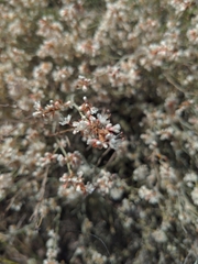 Eriogonum wrightii