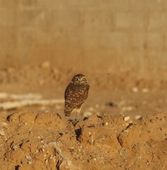 Athene cunicularia hypugaea