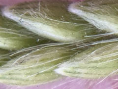 Eriochloa sericea