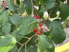Malus prunifolia