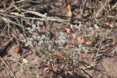 Eriogonum annuum