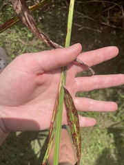 Panicum dichotomiflorum