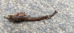 Bipalium