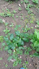 Talinum fruticosum