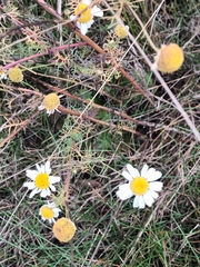 Matricaria chamomilla