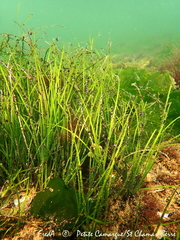 Zostera noltei
