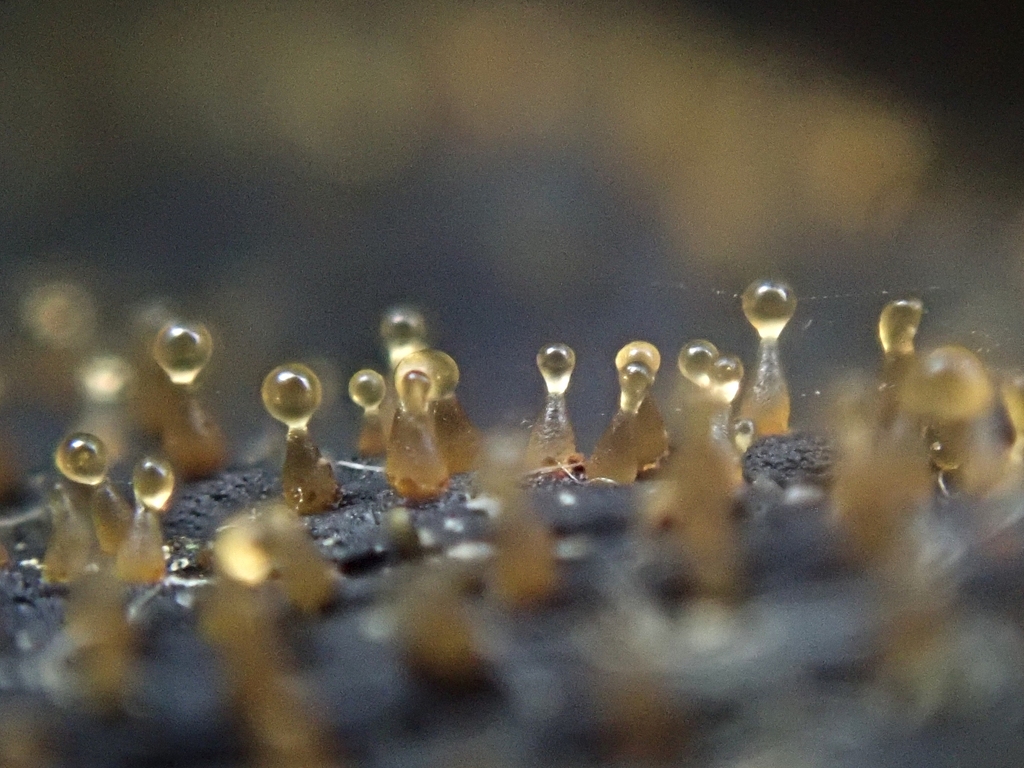Eleutheromyces subulatus