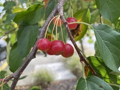 Malus prunifolia