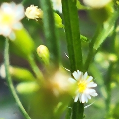 Erigeron canadensis