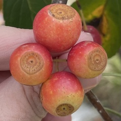 Malus prunifolia