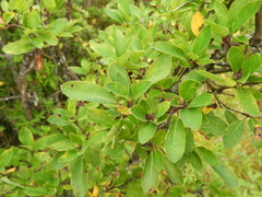 Ilex mucronata