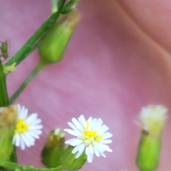Erigeron canadensis