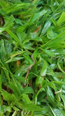 Bipalium pennsylvanicum