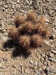 Echinocereus engelmannii engelmannii