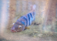 Mayaheros urophthalmus