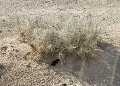 Cylindropuntia ramosissima