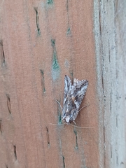 Autographa californica