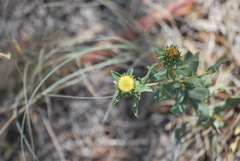 Grindelia nuda