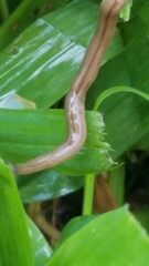 Bipalium pennsylvanicum