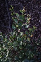 Azara integrifolia