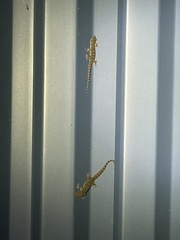 Hemidactylus parvimaculatus