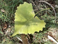 Populus deltoides
