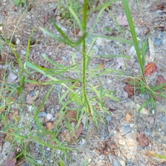 Erigeron canadensis