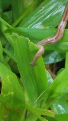 Bipalium pennsylvanicum